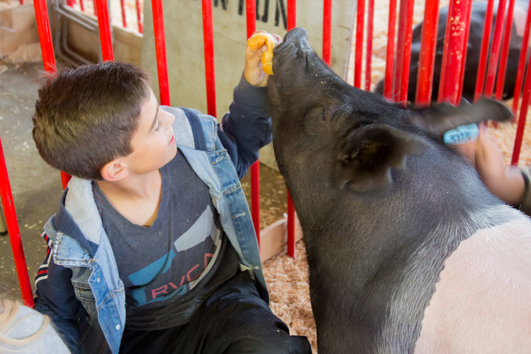 070919 SB Fair Animal Judging 18.jpg